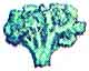 Broccoli: Start indoors and transplant into garden in early spring. Very sensitive to extreme heat. Matures in 60-70 days